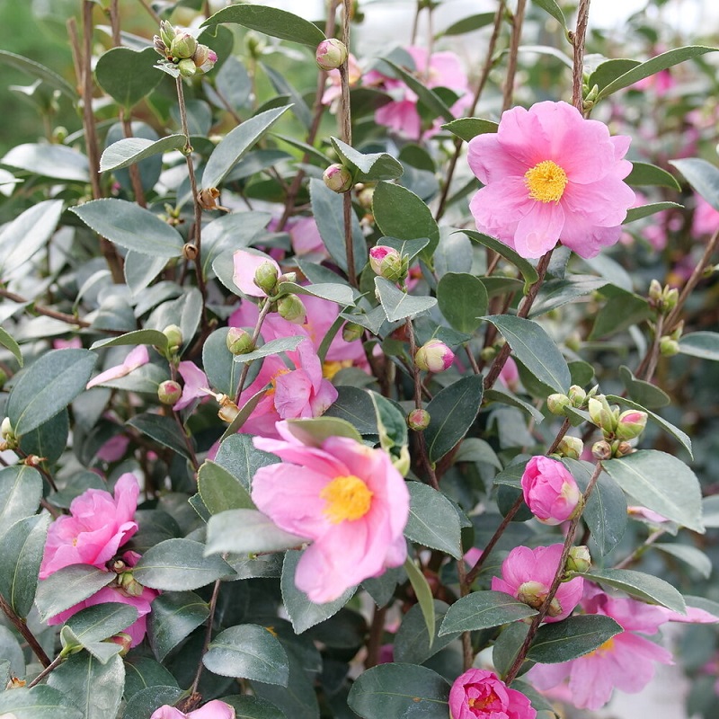 camellia　 healthy_Just_Chill_Double_Mauv