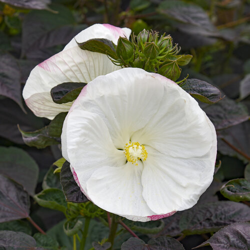 Summerific® Cookies and Cream Hibiscus | Plant Addicts