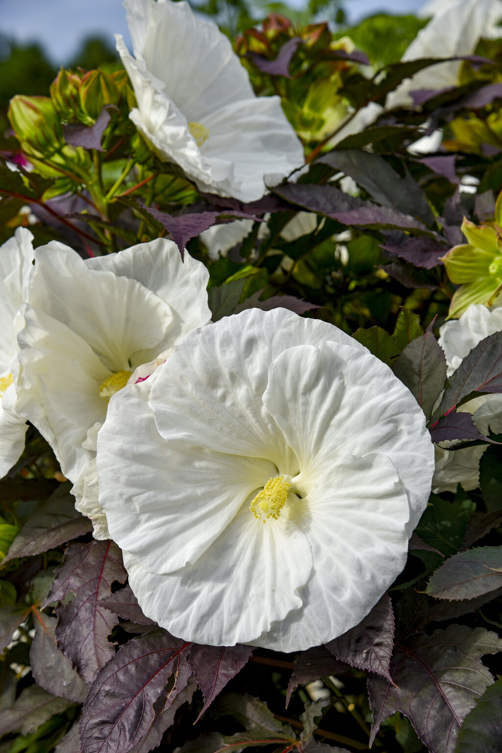 Summerific® Cookies and Cream Hibiscus | Plant Addicts