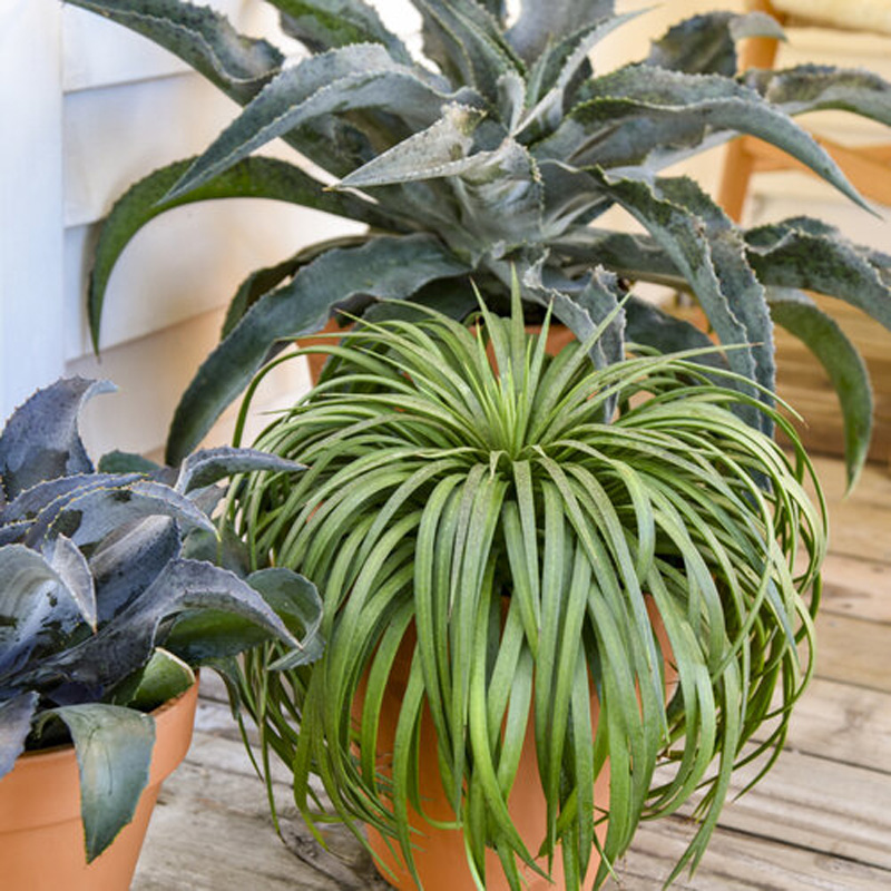 Art & Sol™ Night Owl Mangave | Plant Addicts