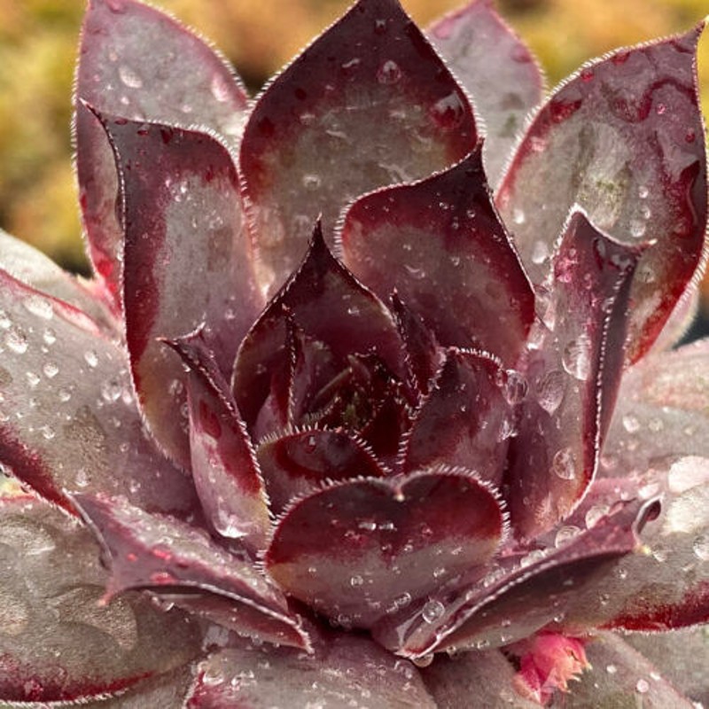 Grape Galaxy™ Hens and Chicks | Plant Addicts
