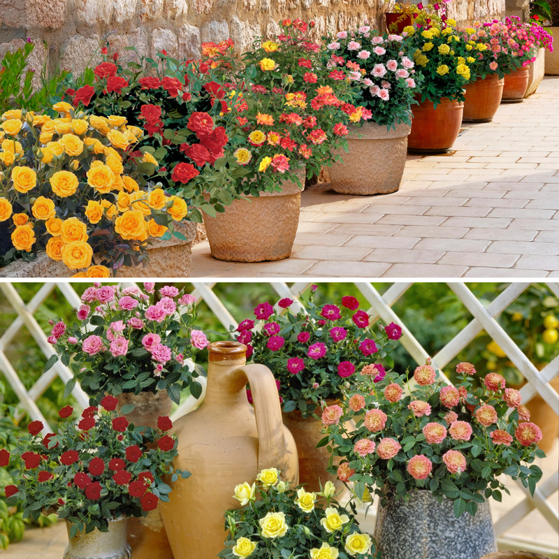 The Bloom Maker Mini Rose Collection | Plant Addicts