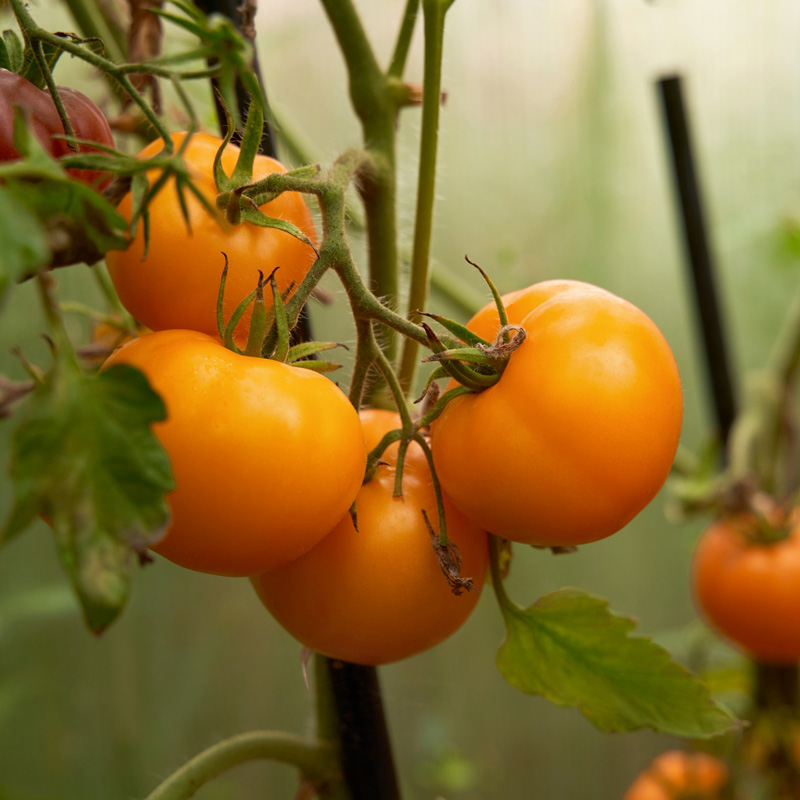Chef's Choice Orange Tomato | Plant Addicts