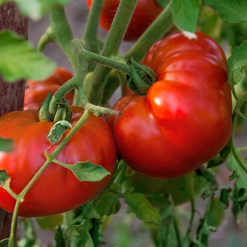 Chef's Choice Red Tomato | Plant Addicts