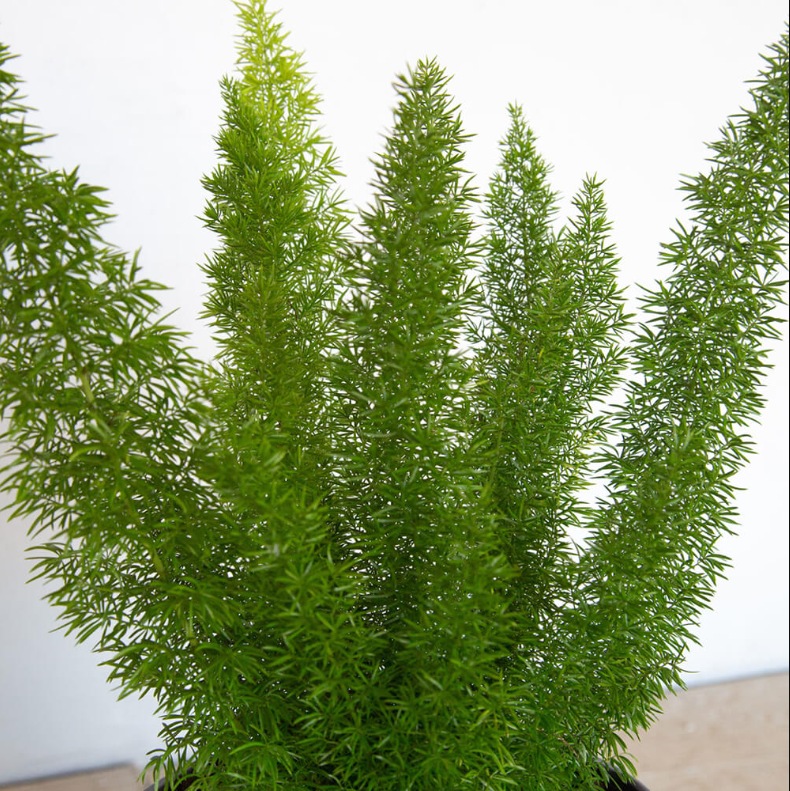 gallon pots for plants Grow Bags - 2 to 50 Gallon
