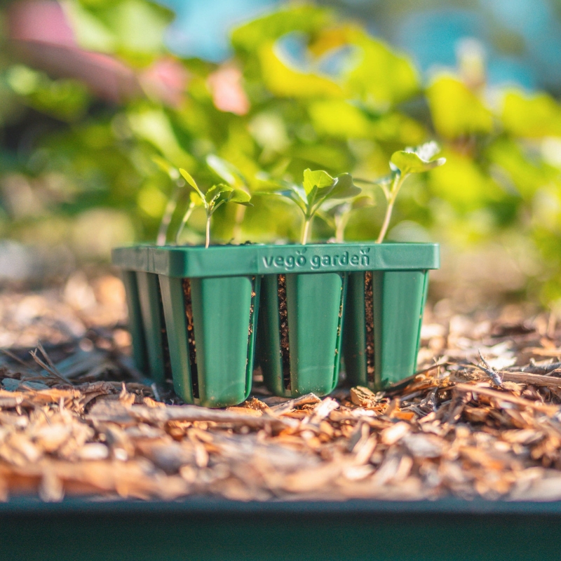 Standard Seedling Trays | Plant Addicts