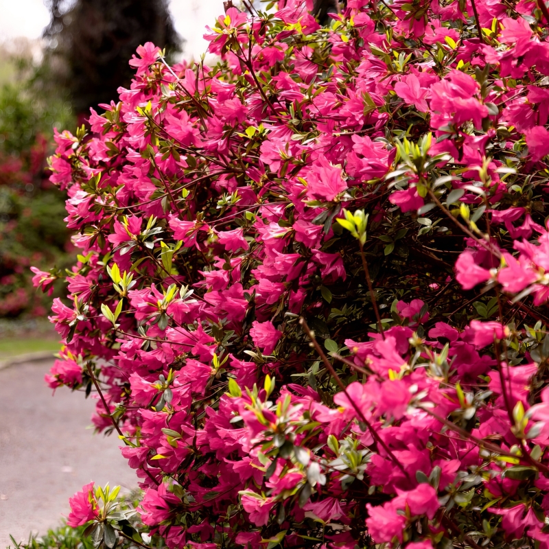 HinoDegiri Evergreen Azalea | PlantAddicts.com