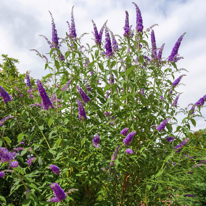 Black Knight Butterfly Bush | PlantAddicts.com