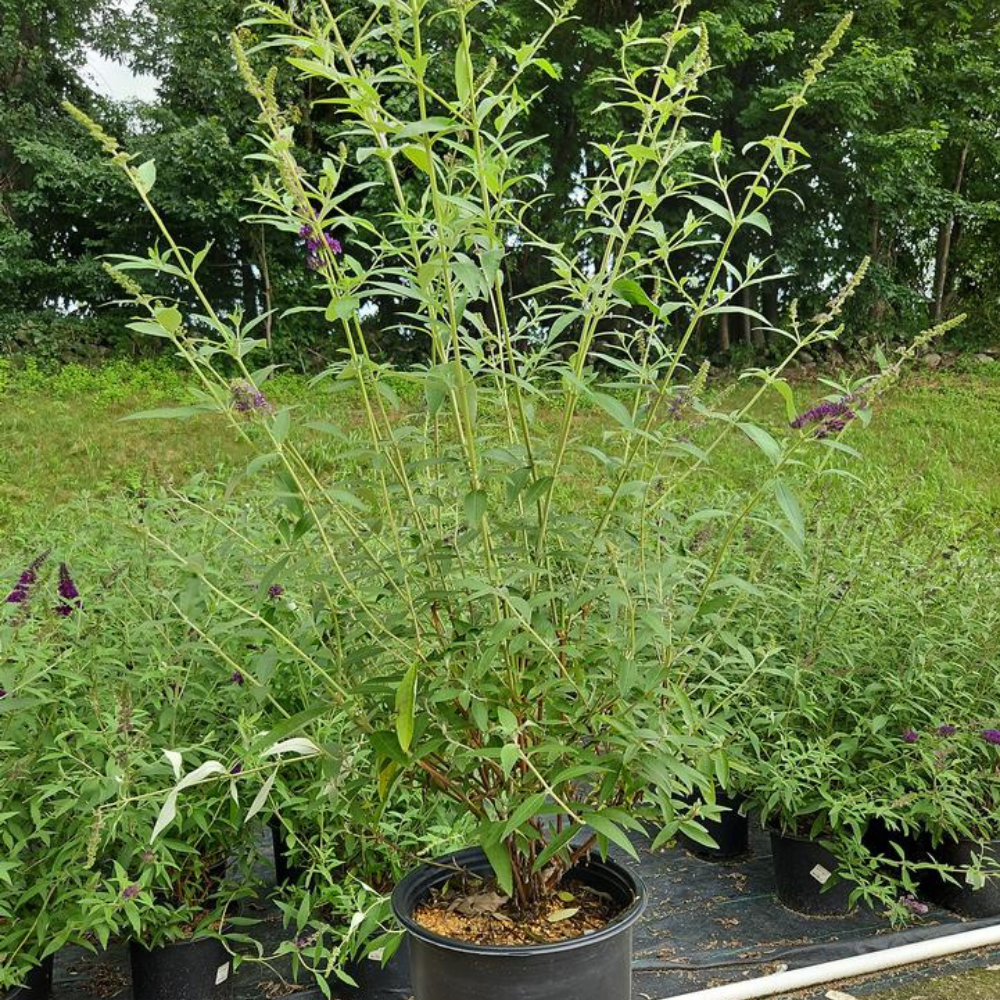 Black Knight Butterfly Bush