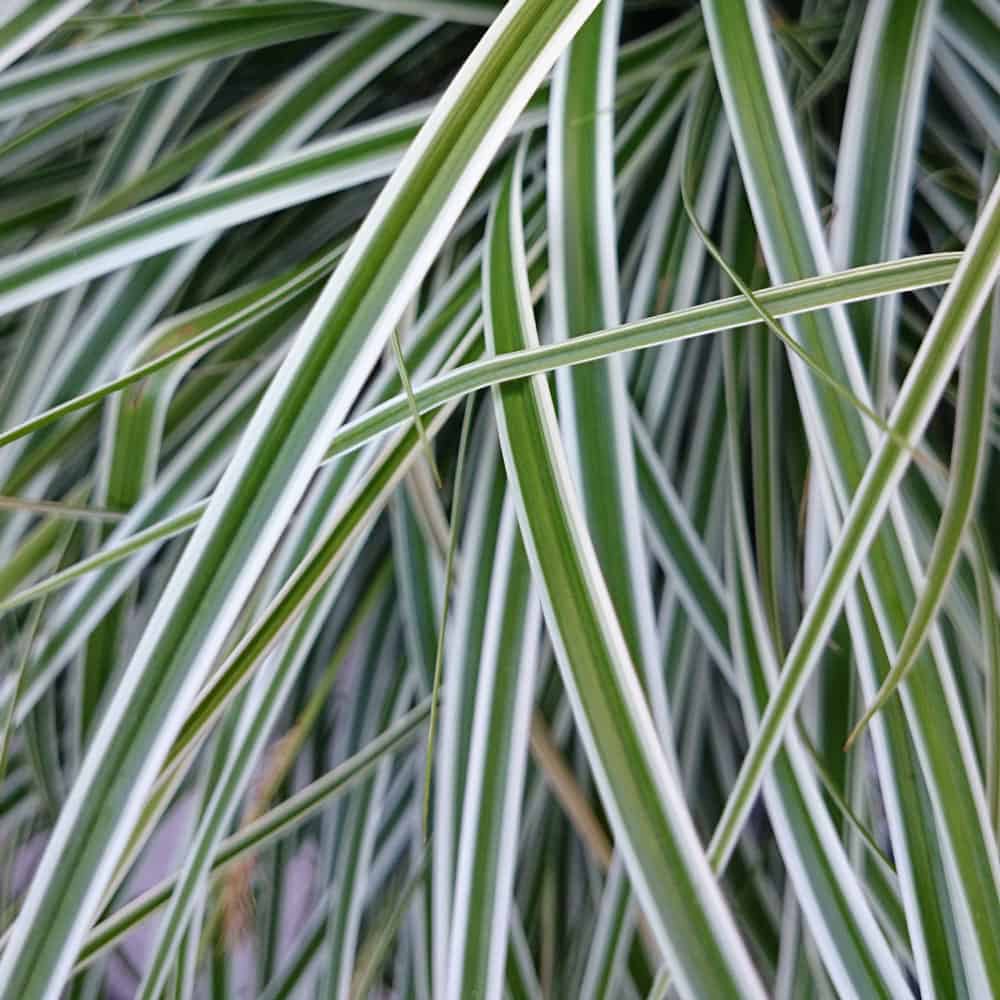 EverColor Everest Carex | PlantAddicts.com