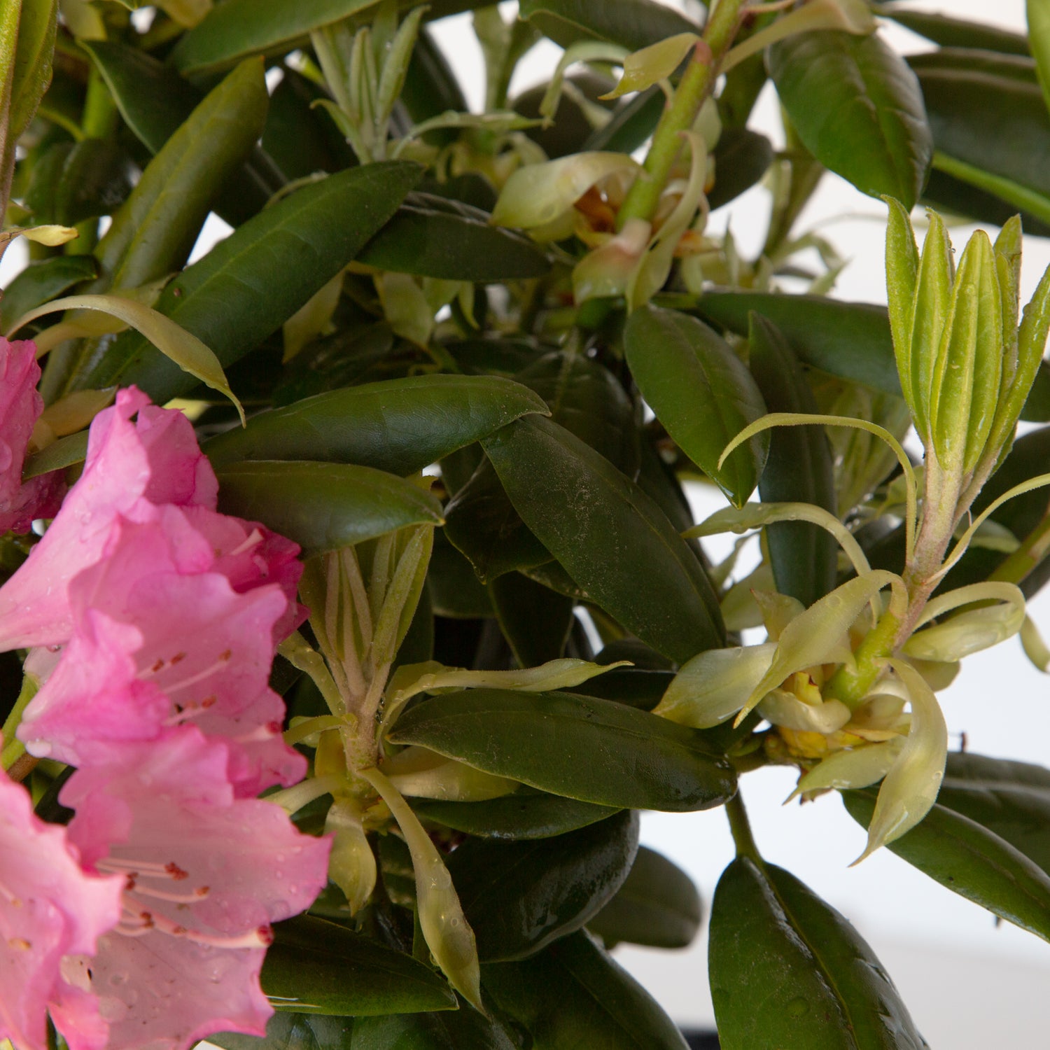 Southgate Brandi Rhododendron | PlantAddicts.com