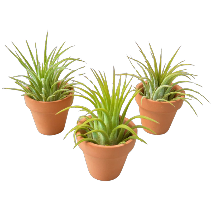 Ionantha Air Plants with Mini Terra Cotta Pots | Plant Addicts