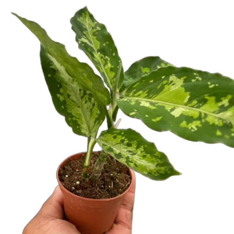 Aglaonema Pictum Tricolor | Plant Addicts