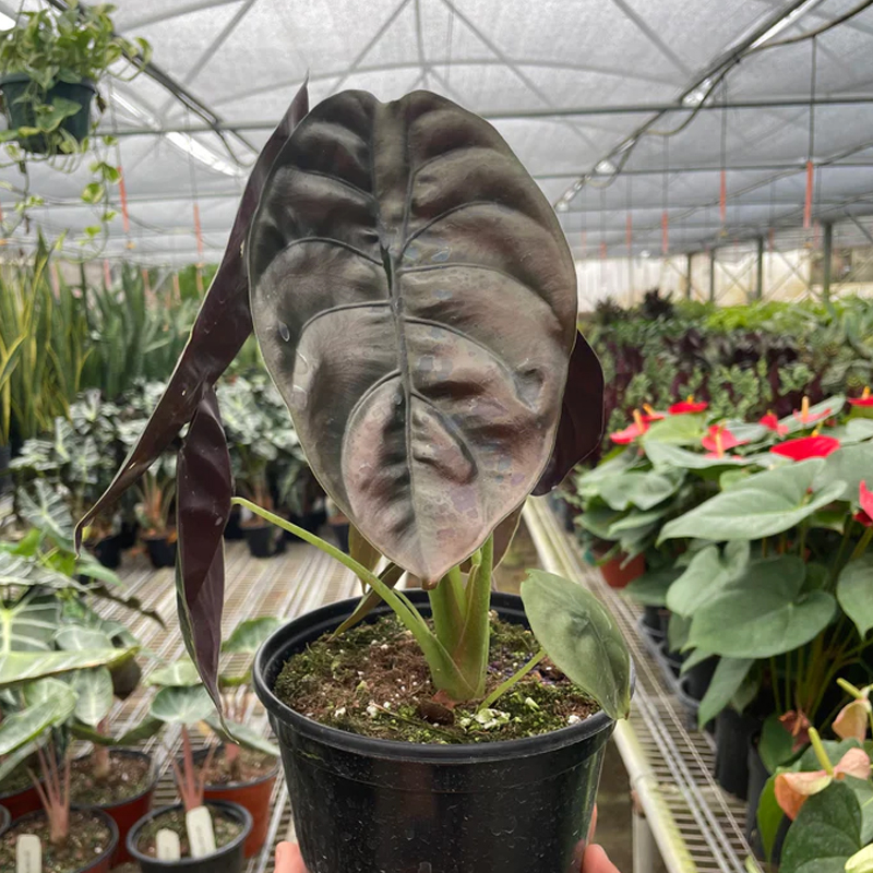 philodendron hastatum kaufen Silver Sword main image 0