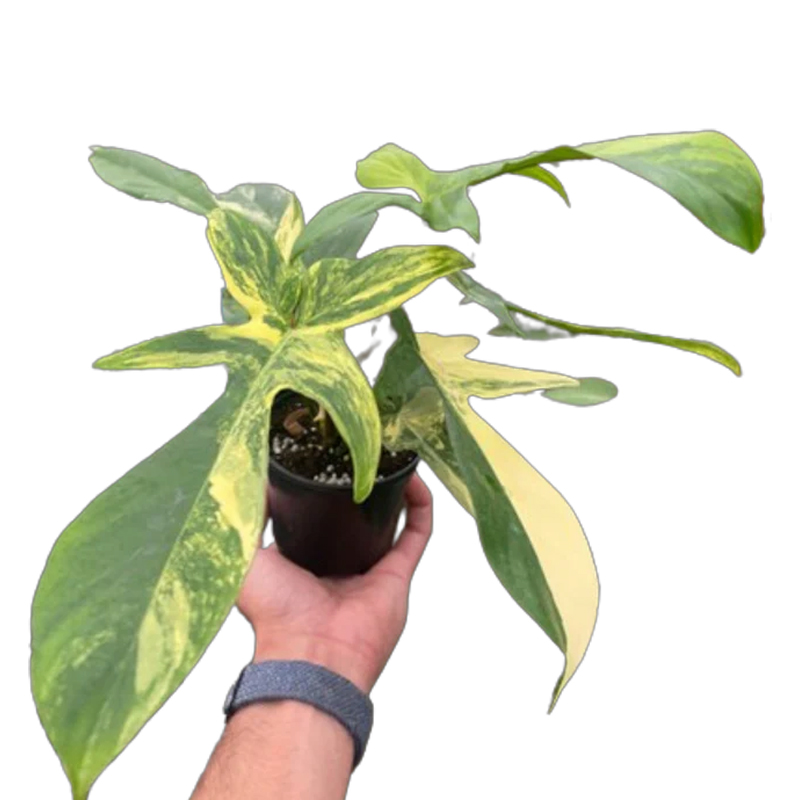 peace lily plant near me Easy to Grow Spathiphyllum Peace Lily Houseplant – Easy To Grow Bulbs main image 0