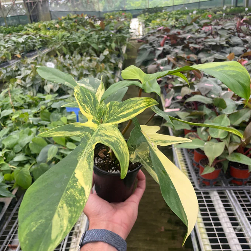 Florida Beauty Variegated Philodendron | Plant Addicts