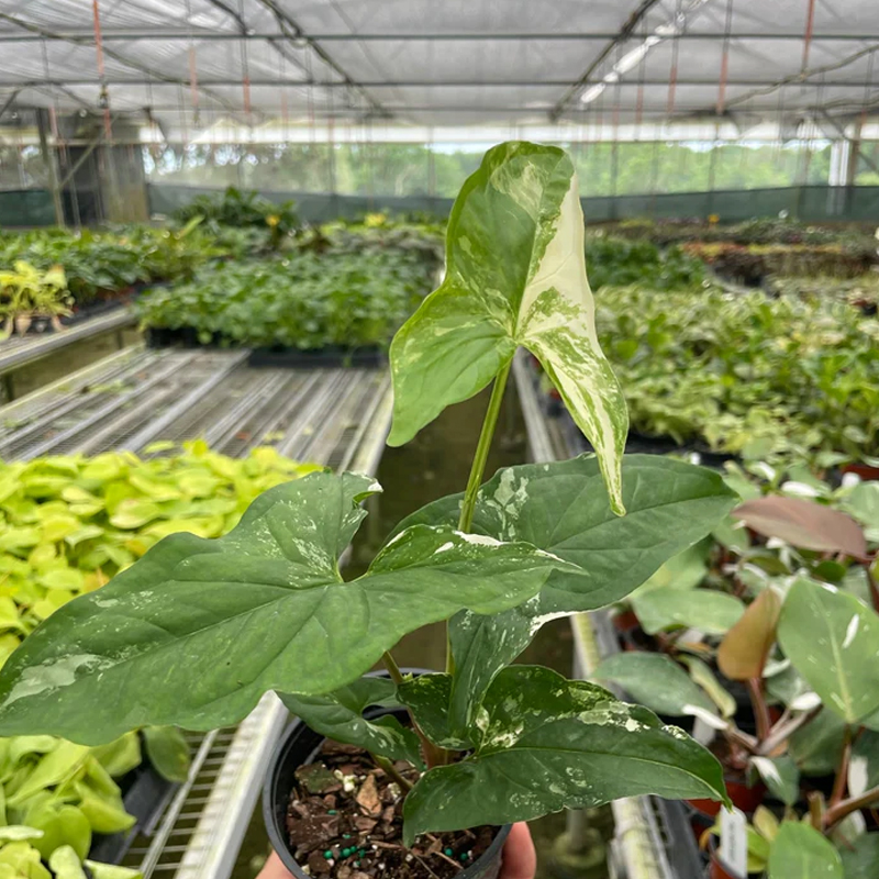 kaukasus vergissmeinnicht variegata Jetzt Kaukasus-Vergissmeinnicht 'Variegata' online kaufen bei Bohlken  Pflanzenversand – Bohlken Pflanzenversand GbR