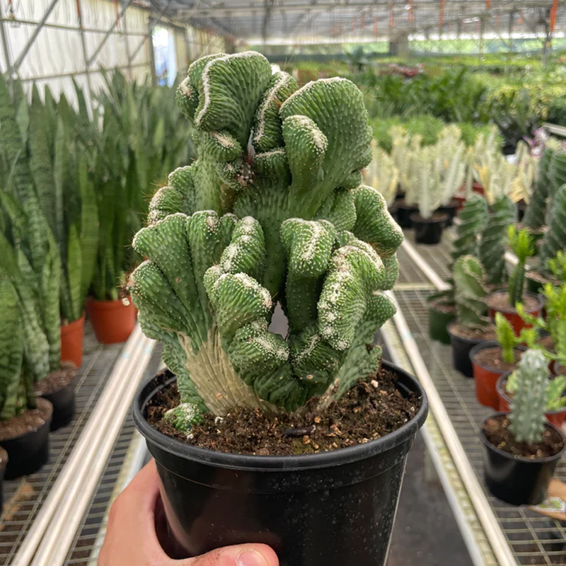 Coral Cactus | Plant Addicts