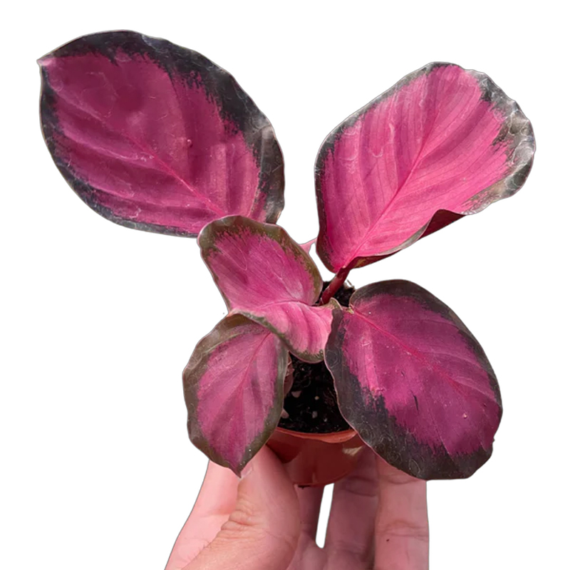 calathea leopardina pflege Calathea Leopardina | 35cm