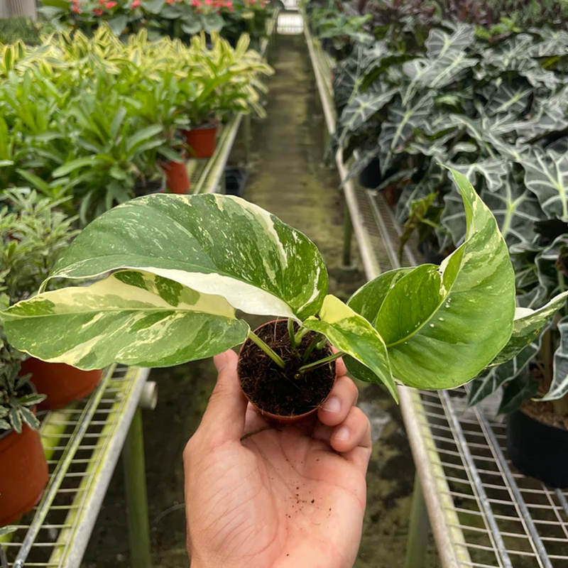 Albo Variegata Pothos | Plant Addicts