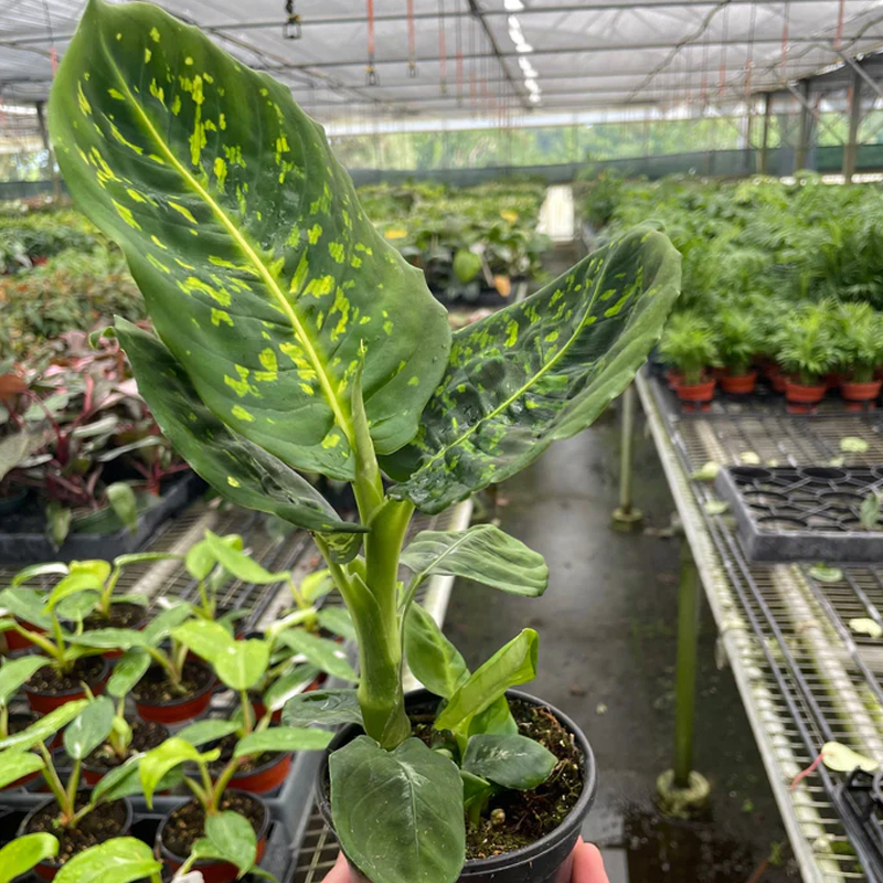 glass plant stands indoor Halstein main image 0