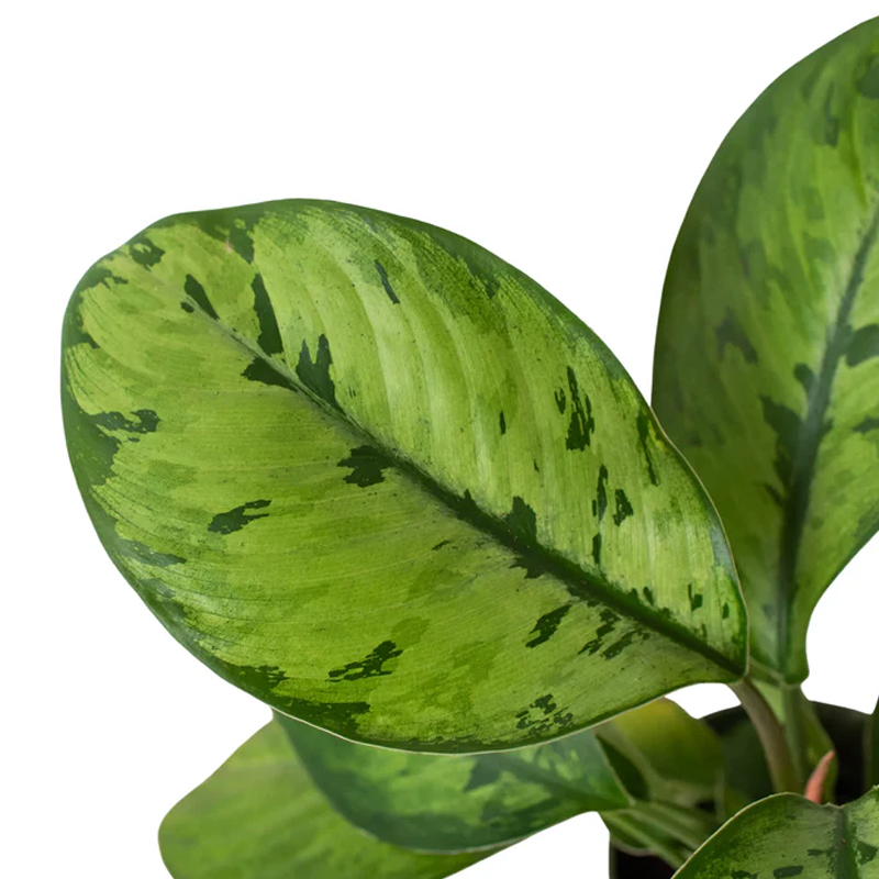 Selby Homalomena | Plant Addicts
