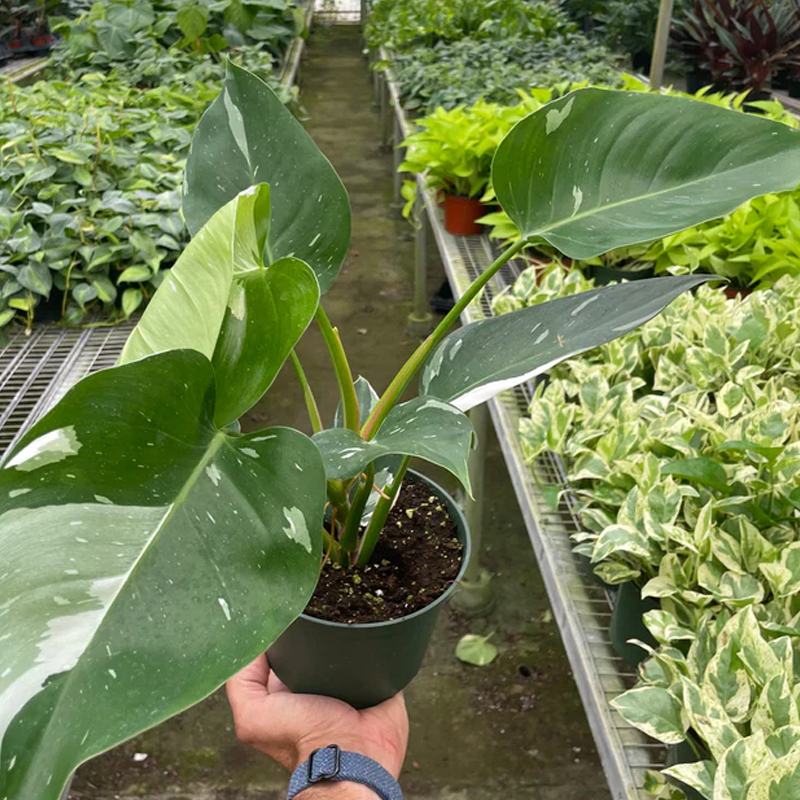 White Princess Philodendron | Plant Addicts