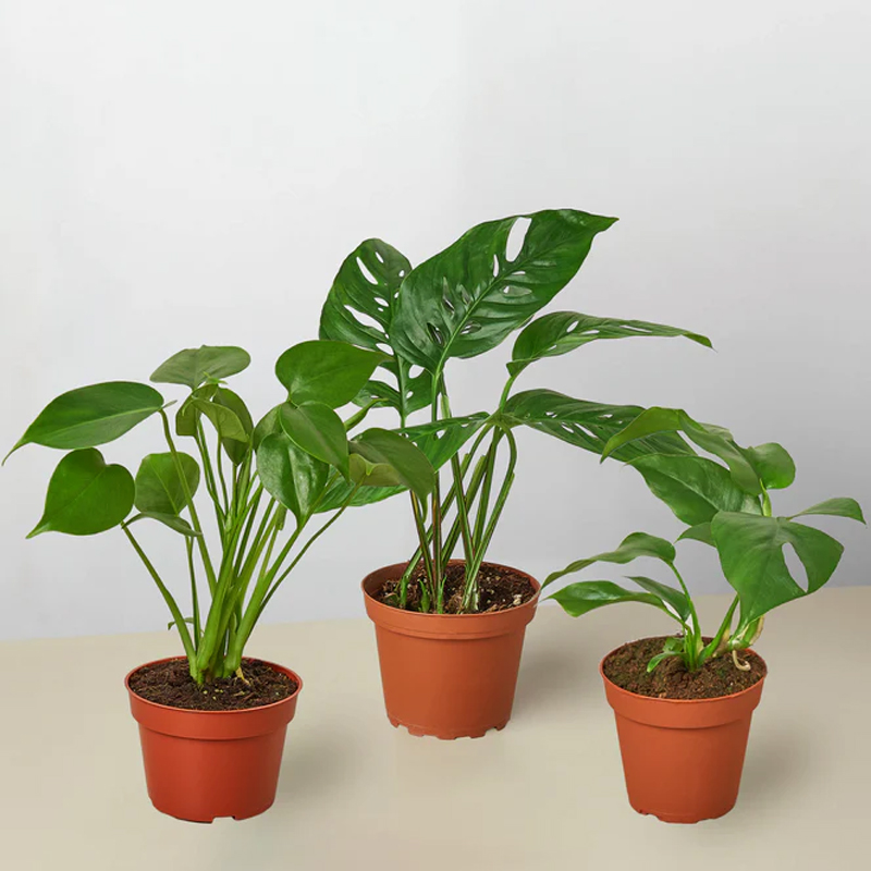 Monstera-Bundle-