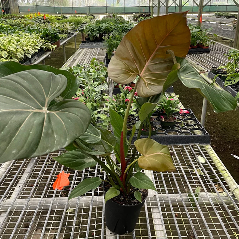 Summer Glory Philodendron | Plant Addicts