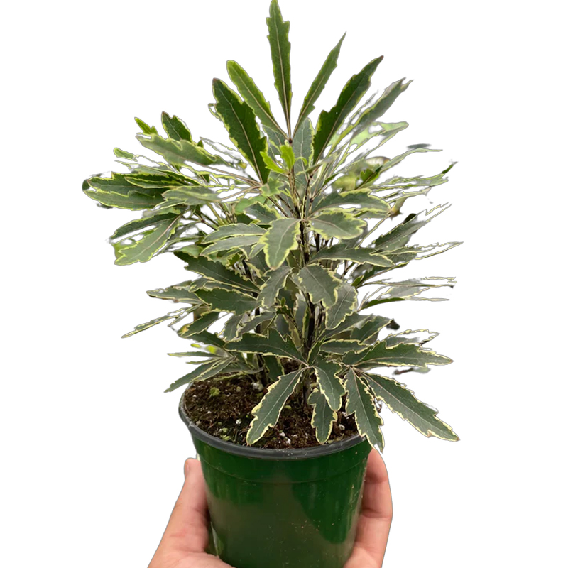 texanum ligustrum Ligustrum japonicum 'Texanum' 10 Gallon Cone – The Garden Corner main image 0
