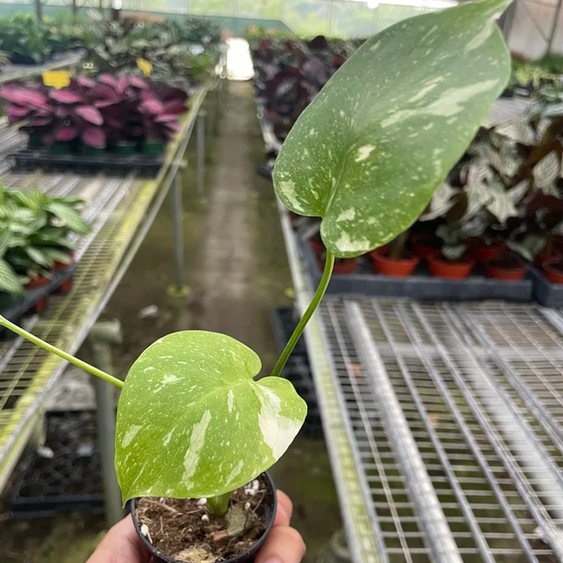 philodendron ring of fire 6