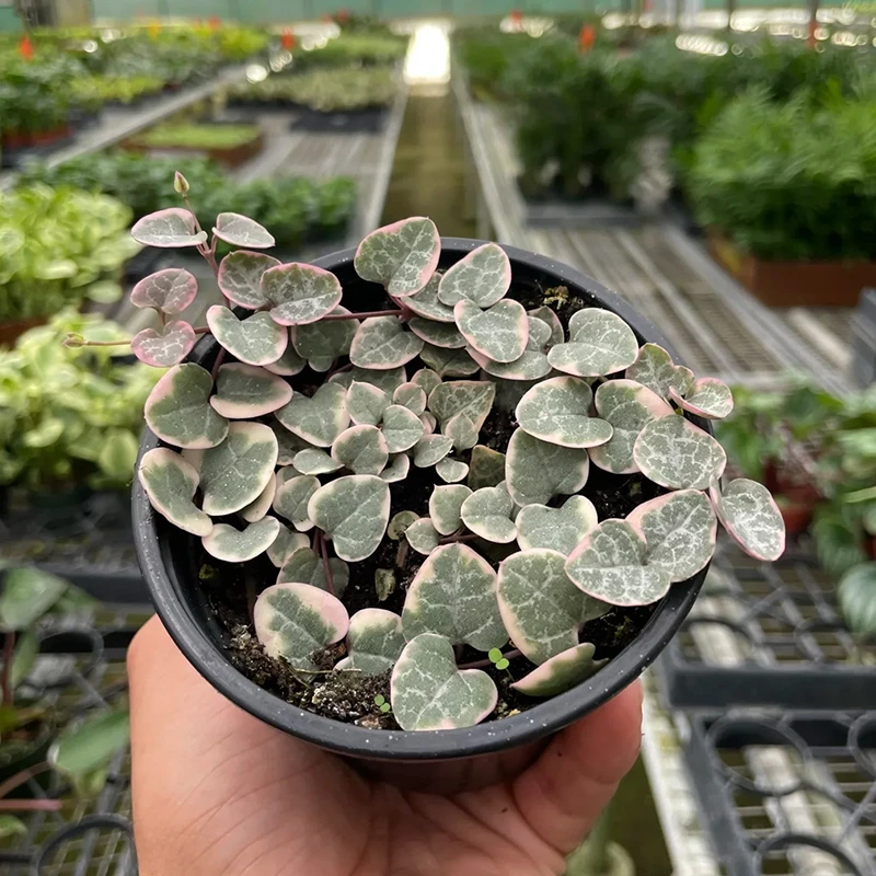 Variegated String of Hearts | Plant Addicts