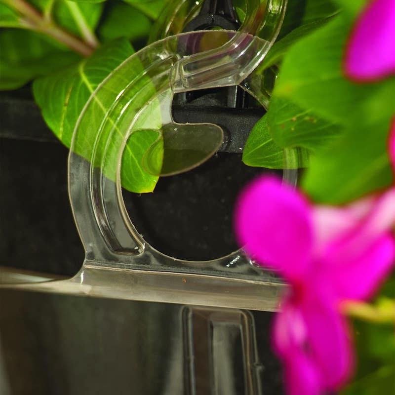amazon split leaf philodendron 15 Lacy TREE PHILODENDRON Split Leaf Cut-leaf Selloum House Plant Seed –  Seedville USA main image 0