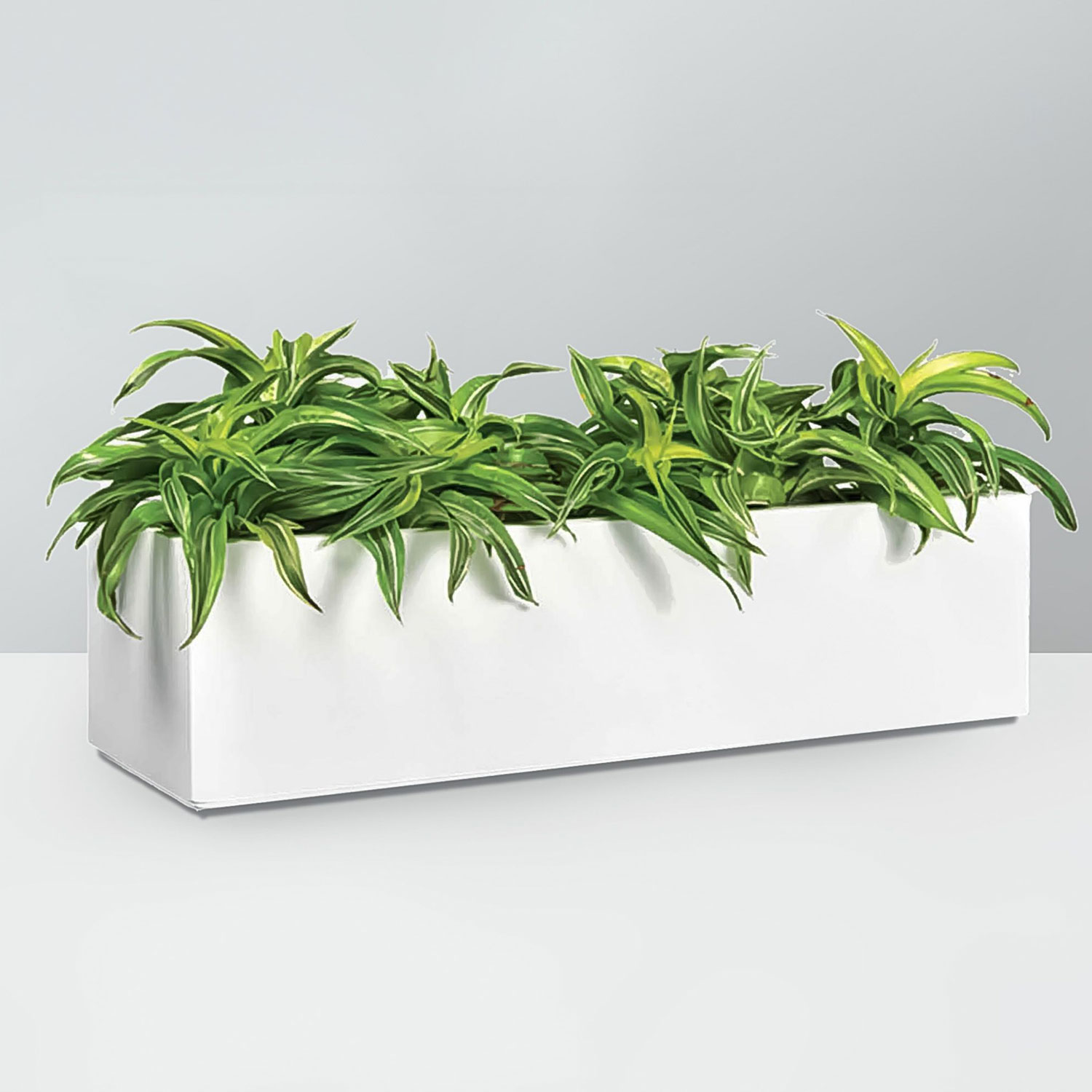 Nile Wall Planters - Jay Scotts | Plant Addicts