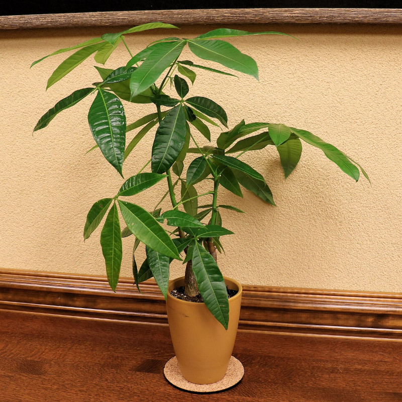 Money Tree | Plant Addicts