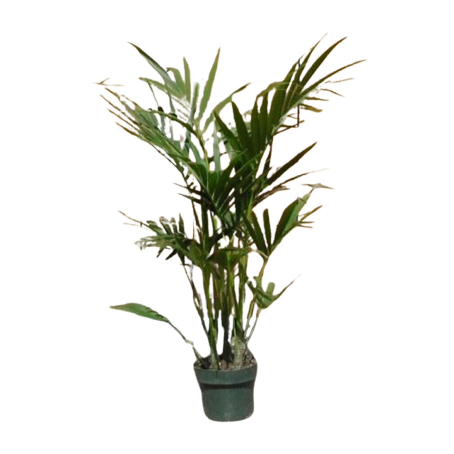 snake plant origin Sansevieria Laurentii Snake Variegated Indoor Plant main image 1