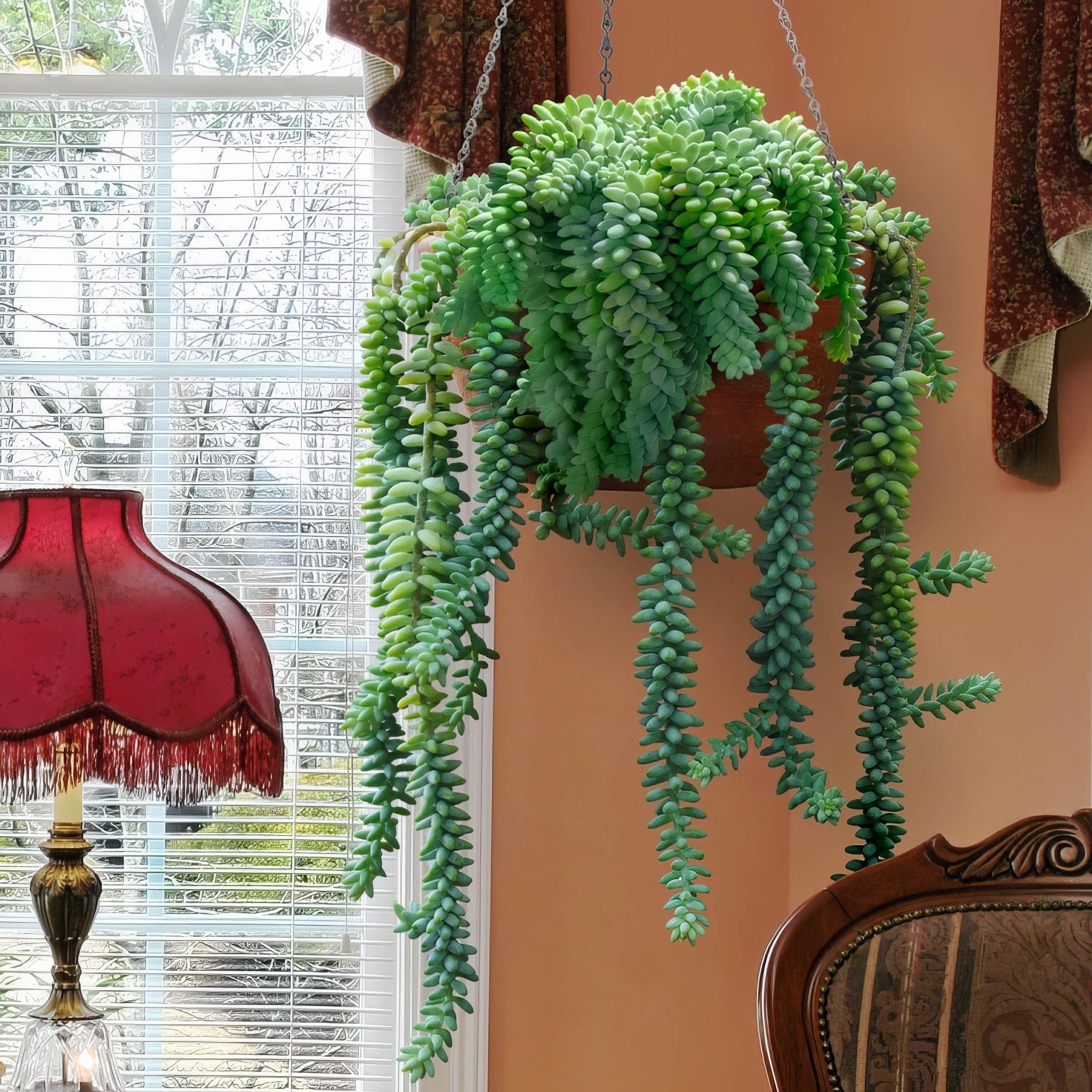 Trailing Burrito Sedum | Plant Addicts
