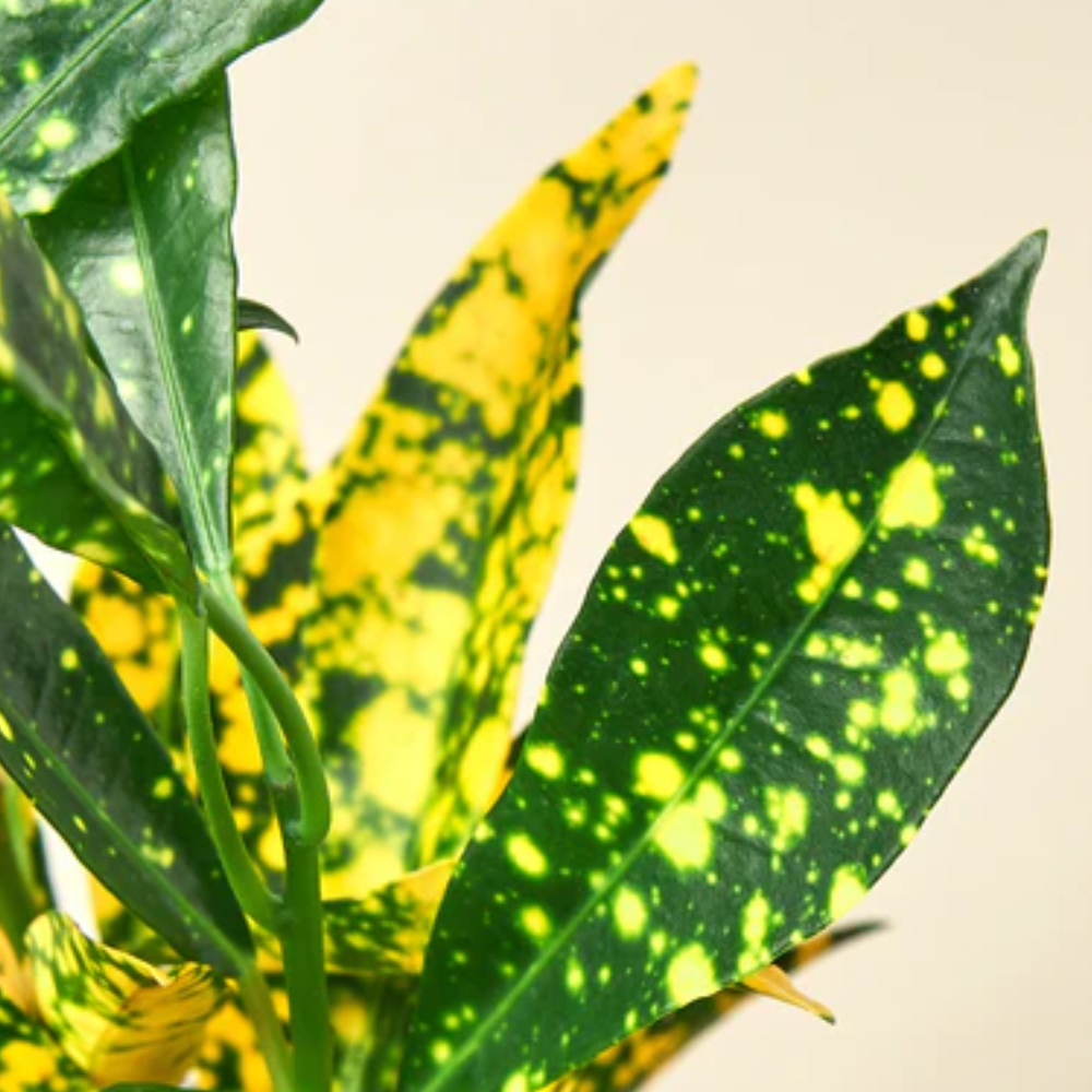monstera variegata pflanzen Monstera Deliciosa Variegata | Zimmerpflanzen
