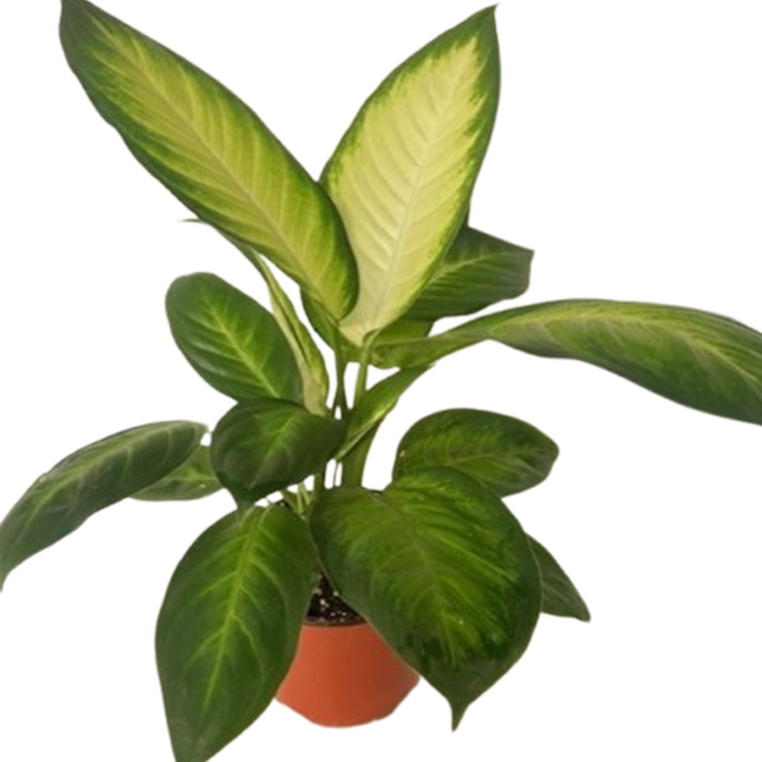 indian lily flower Buy Rain Lily Bulbs online India main image 1