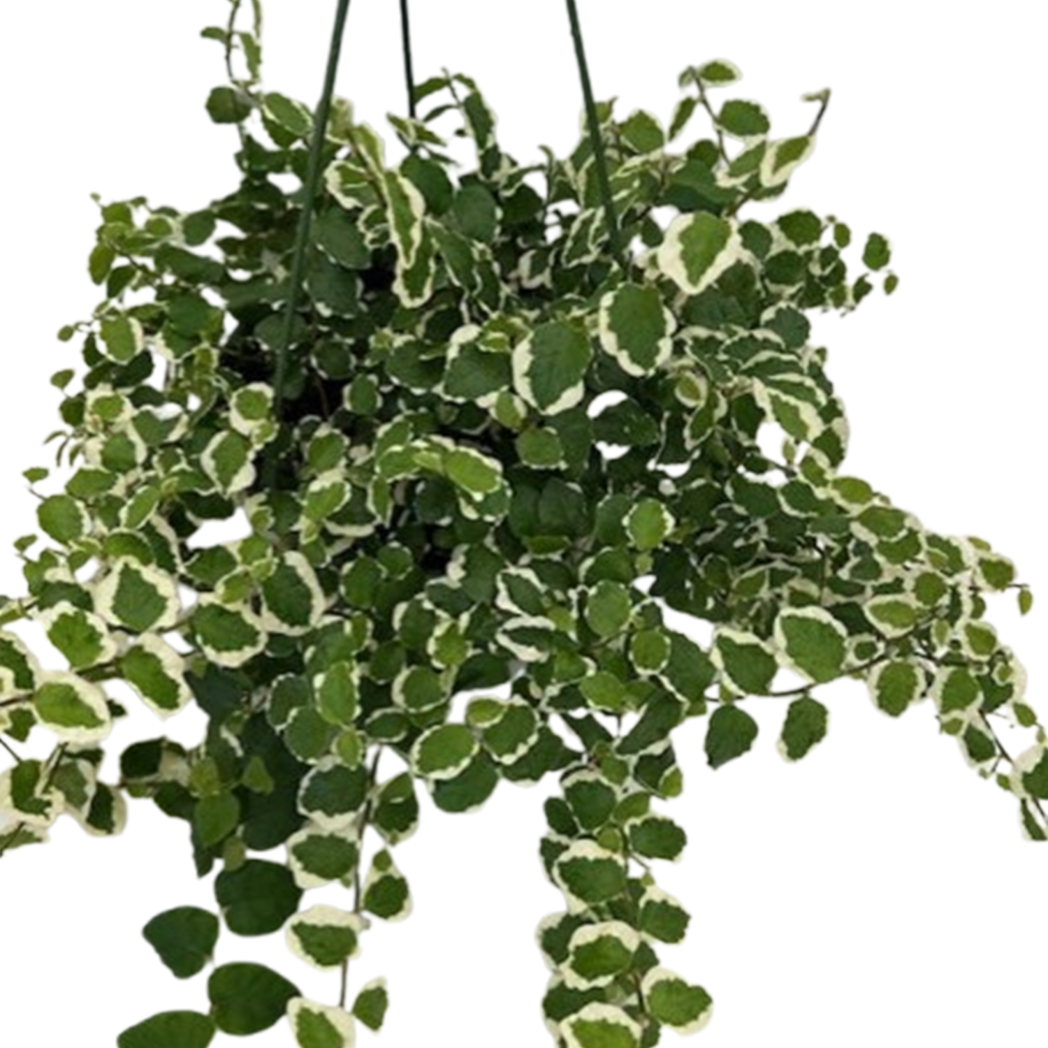 money tree owensboro Pachira aquatica aubul (Braided Money Tree) – Mari's Gardens main image 0