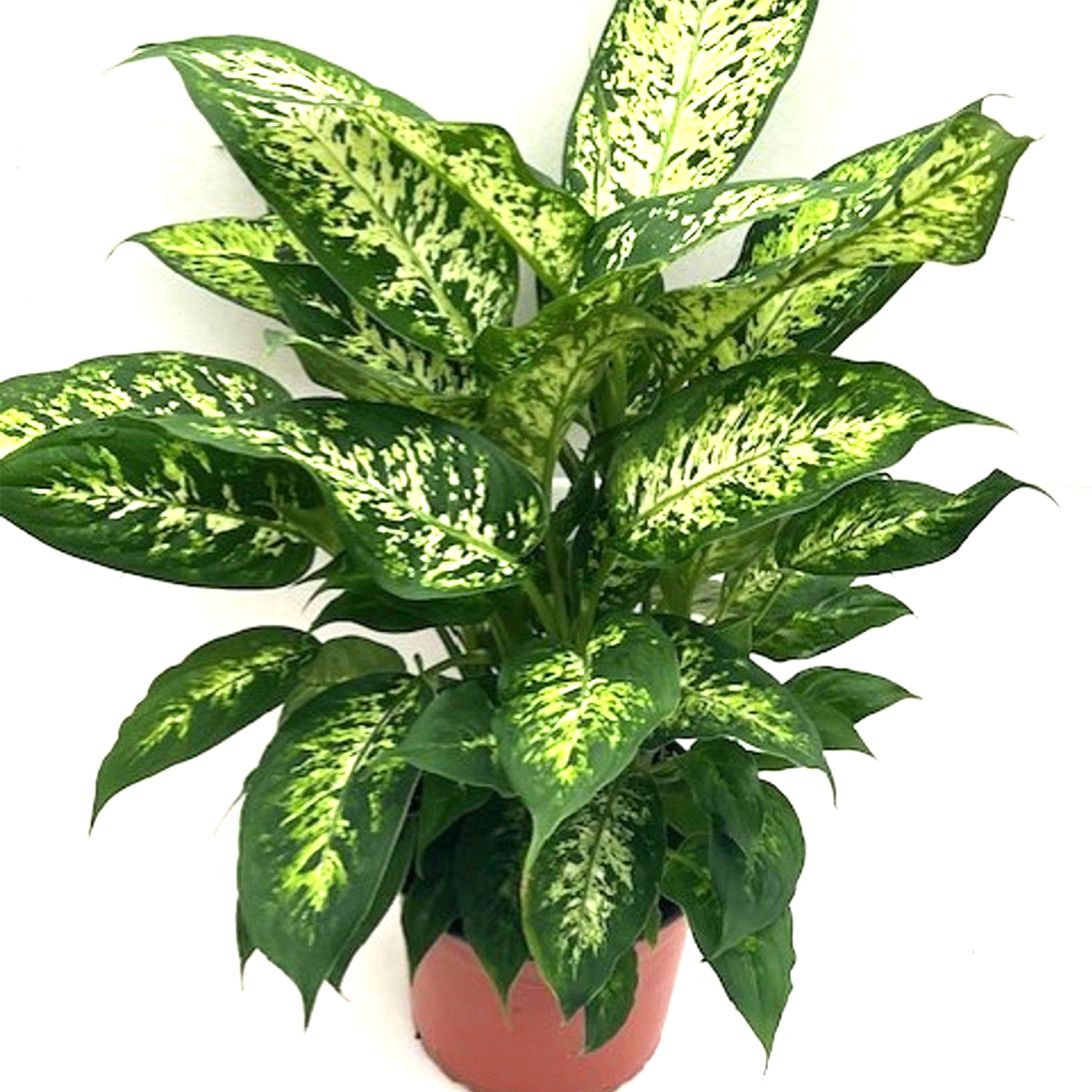 Compact Dieffenbachia