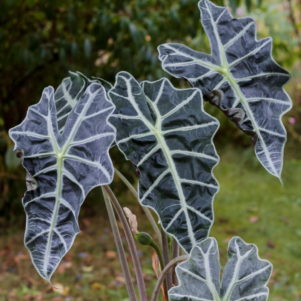 POWERS TO FLOWERS - ALOCASIA POLLY IN VASO CERAMICA ARGENTO, VASO 12CM diametro, pianta vera - Powers to flowers - piante e fiori