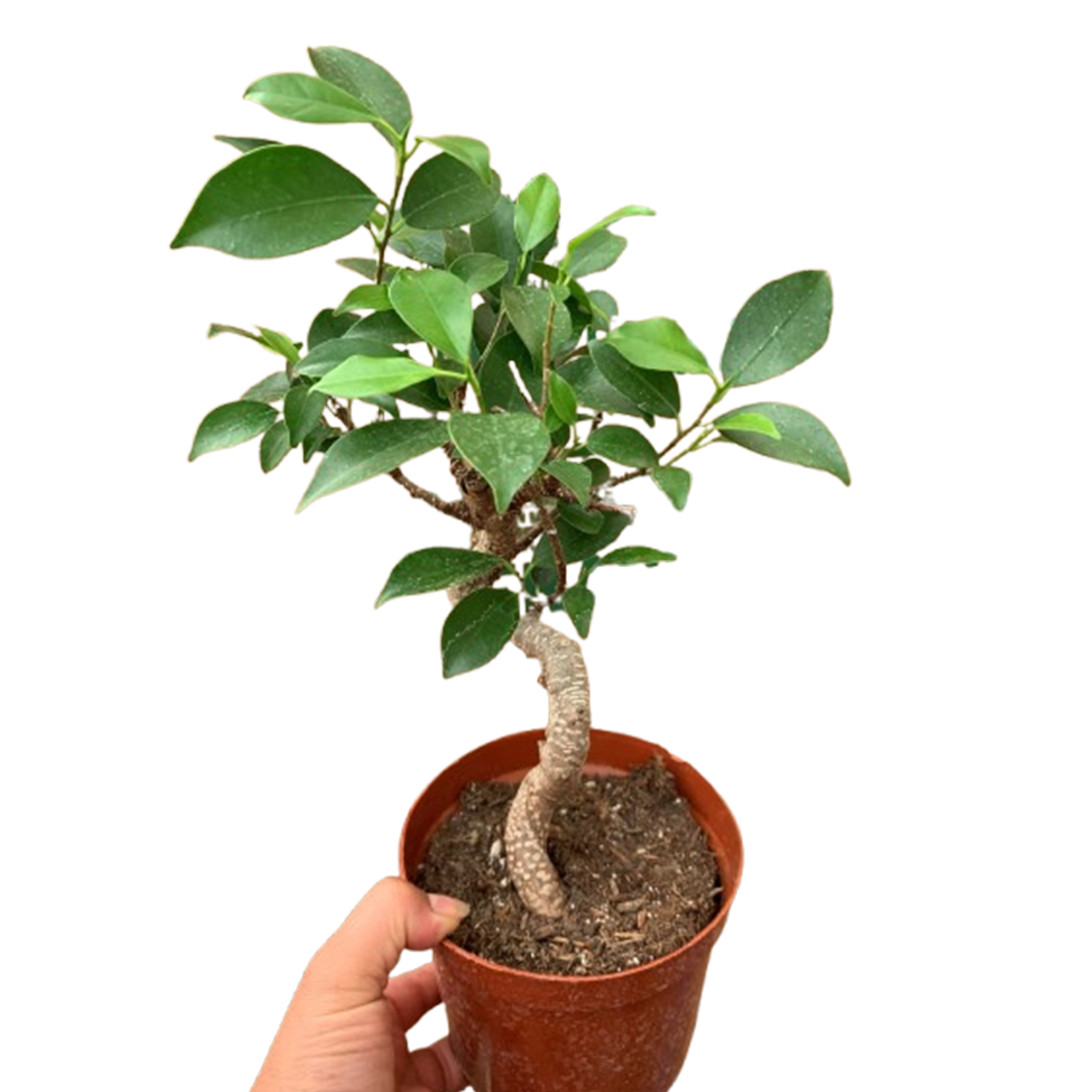 Tiger Bark Ficus Bonsai | Plant Addicts