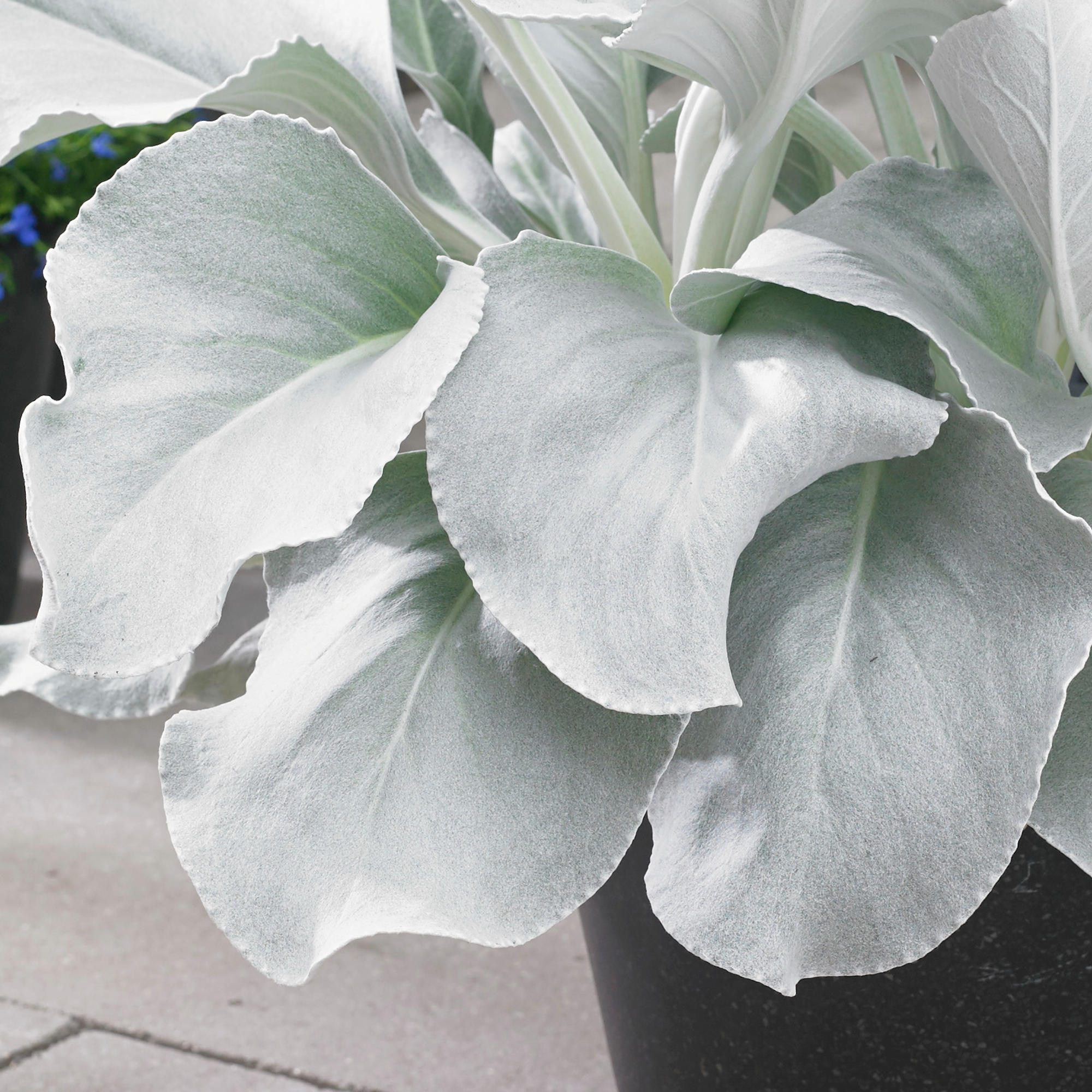 Angel Wings Plant