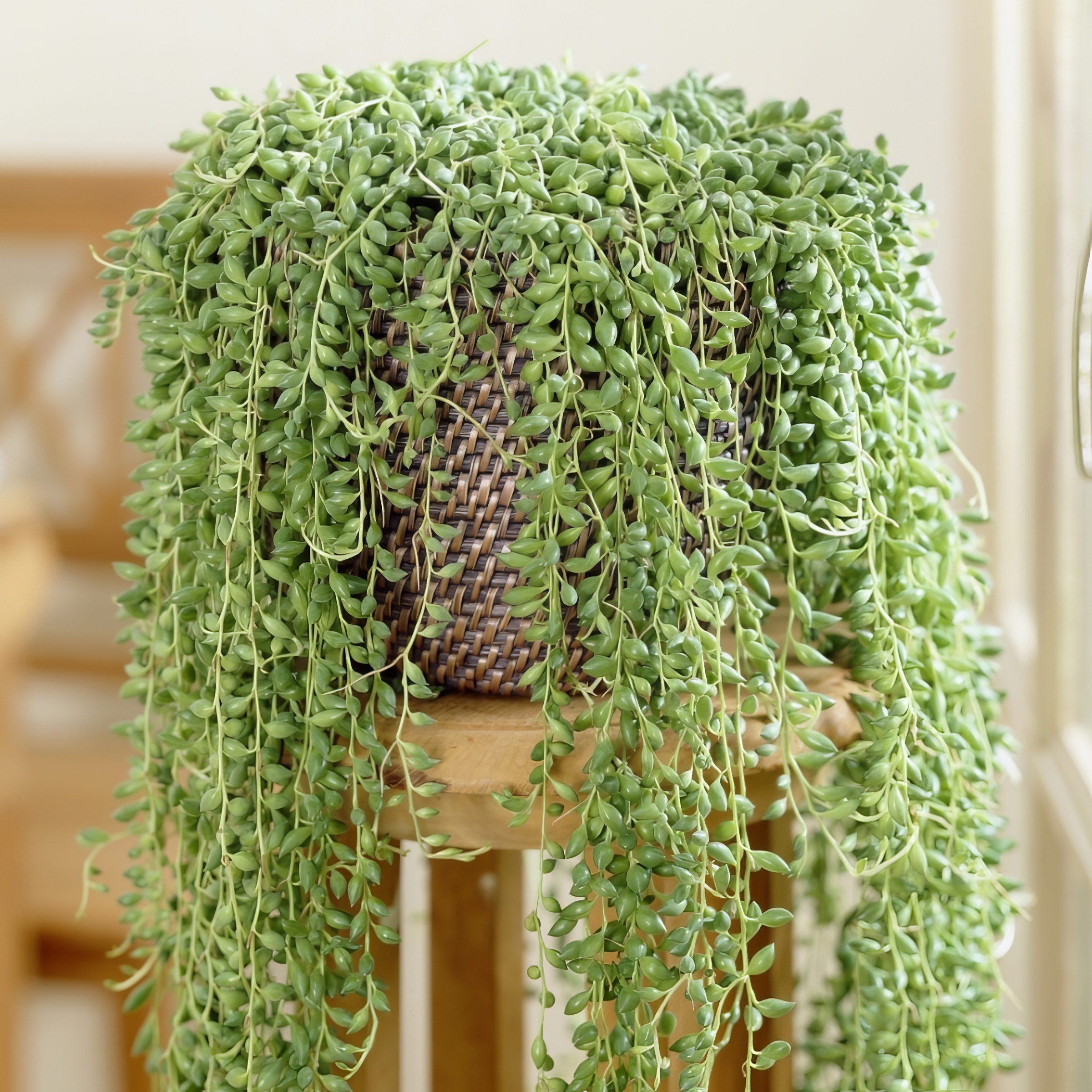 String of Bananas Plant | Plant Addicts