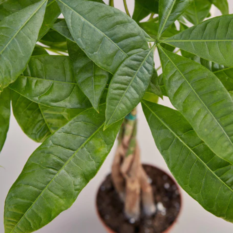 send a money tree Buy Money Tree Plants Online