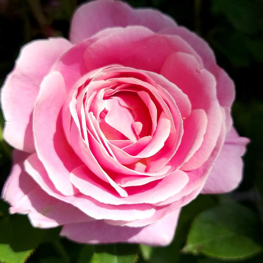 True Perfume Rose | Plant Addicts