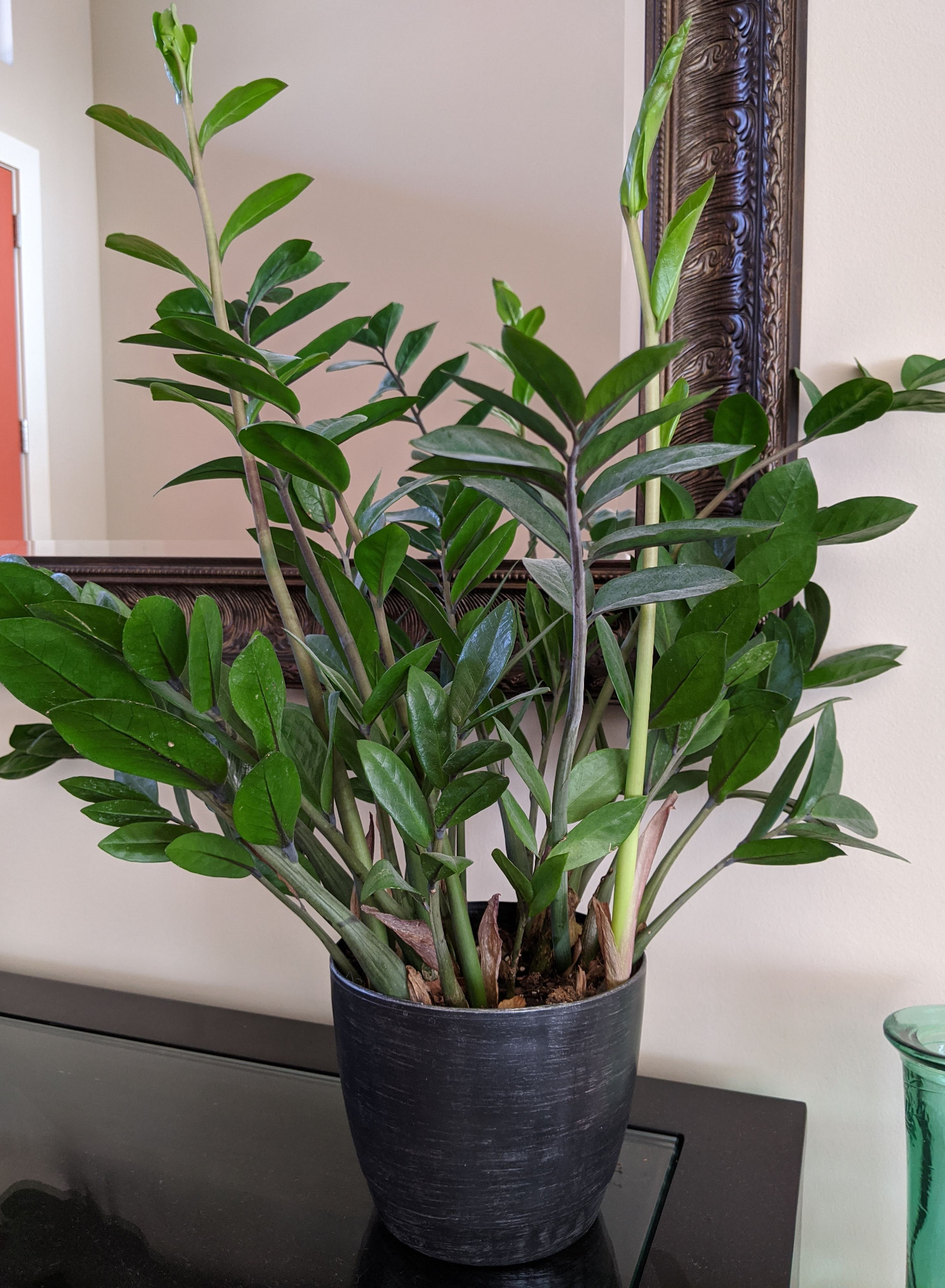 ZZ Plant, Buy Zamioculcas Zamiifolia Live Indoor Houseplant Online 4 inch / Minimalist Pot by Succulents Box