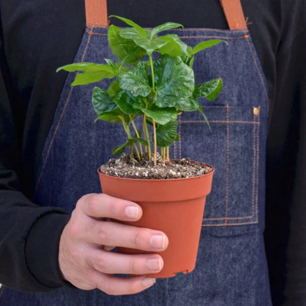 Arabica Coffee Plant - Tropical Houseplants, Feng Shui Live Plants 3" Pot / Nursery Pot by Succulents Box
