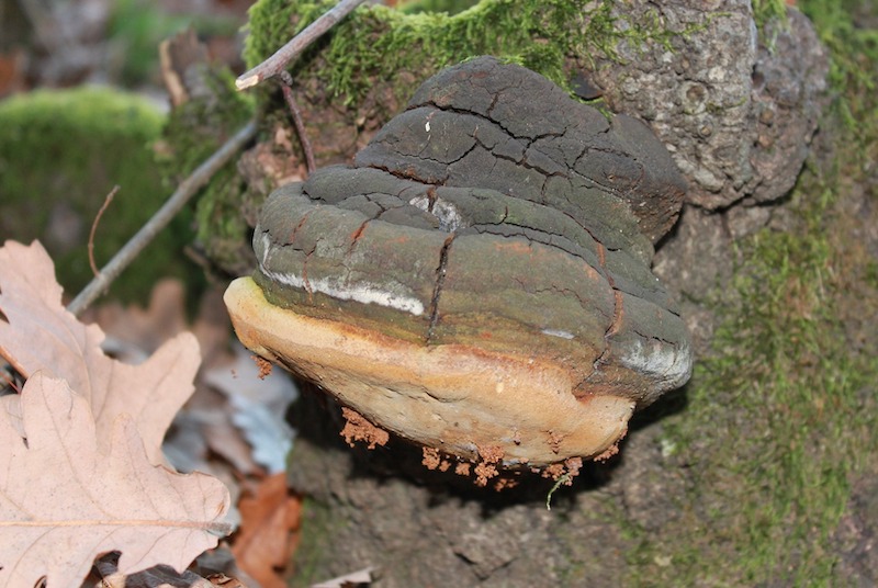 -fomes-fomentarius-causes-root-rot.jpg